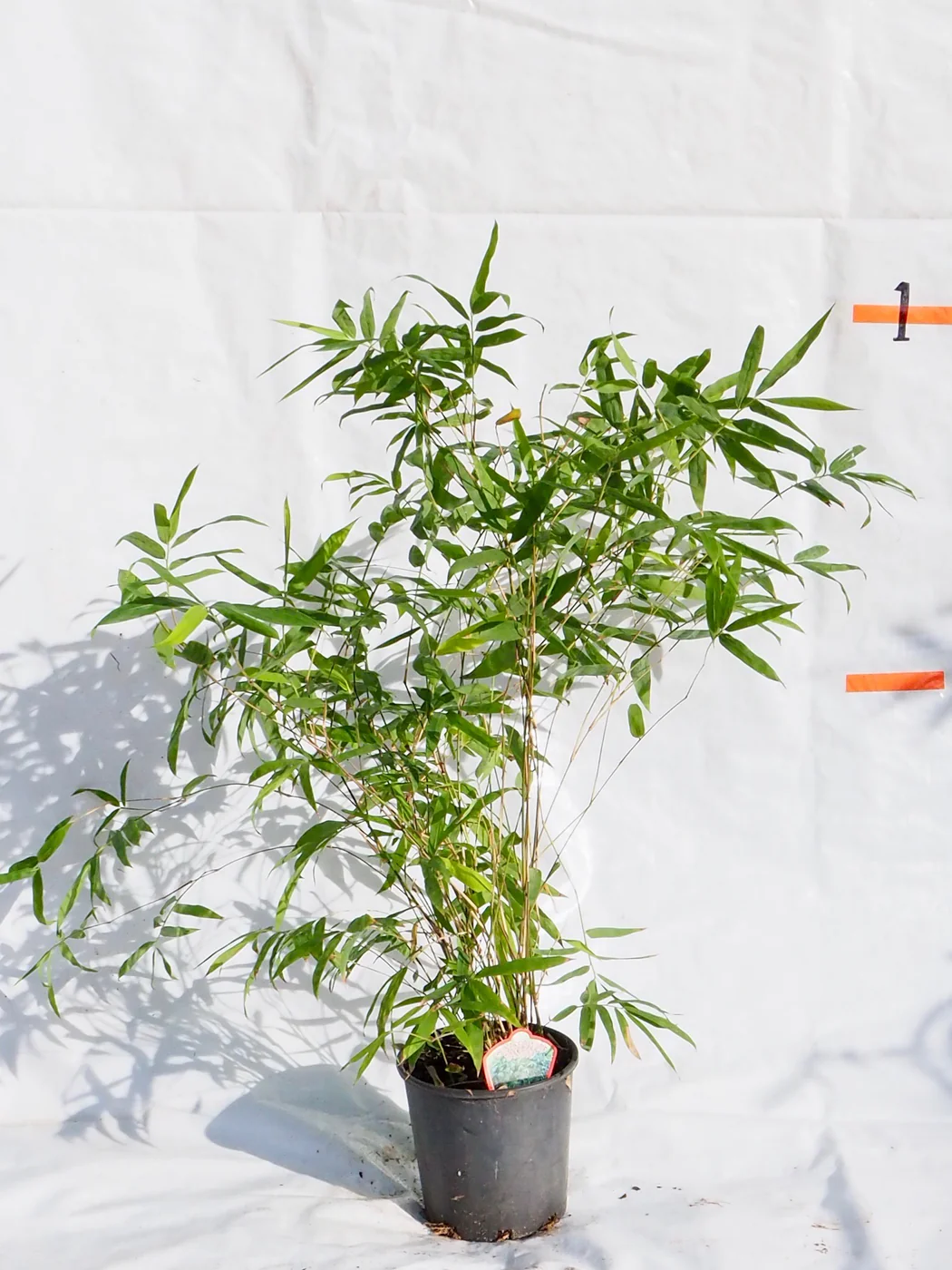 Bambusa ventricosa (Buddha's Belly Bamboo)